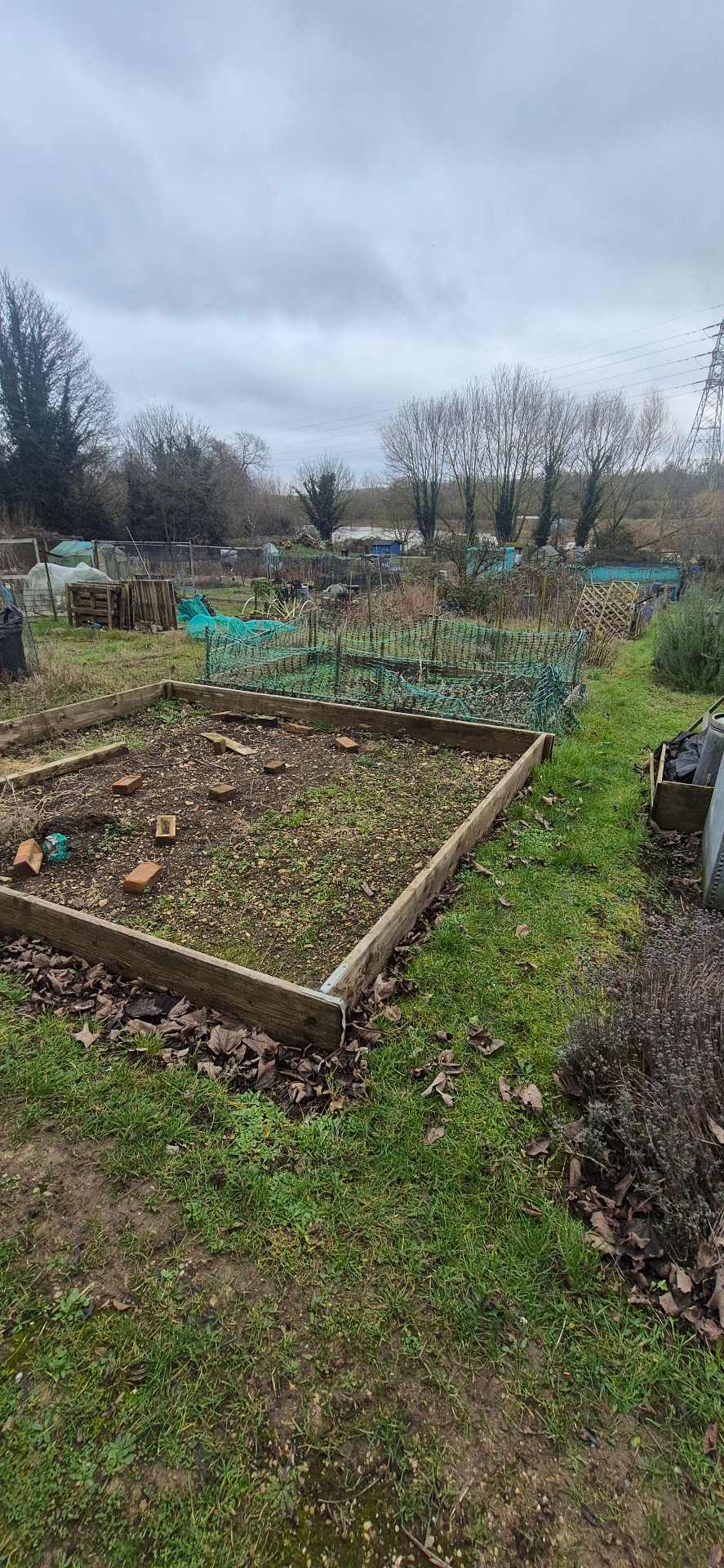 The TRP community garden plot with raised beds, netting and surrounding allotments